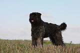 BOUVIER DES FLANDRES 219
